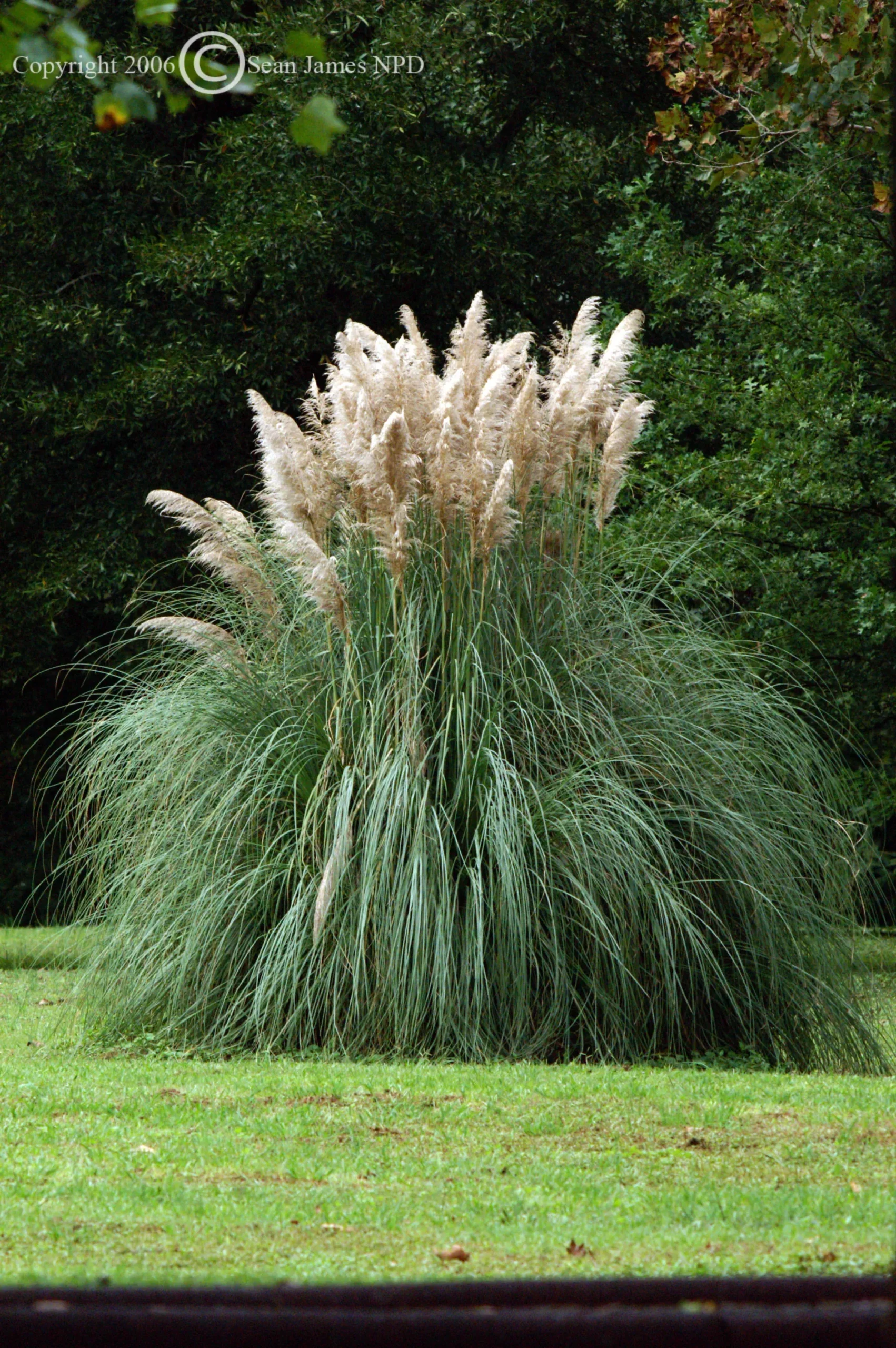 White Pampas Grass