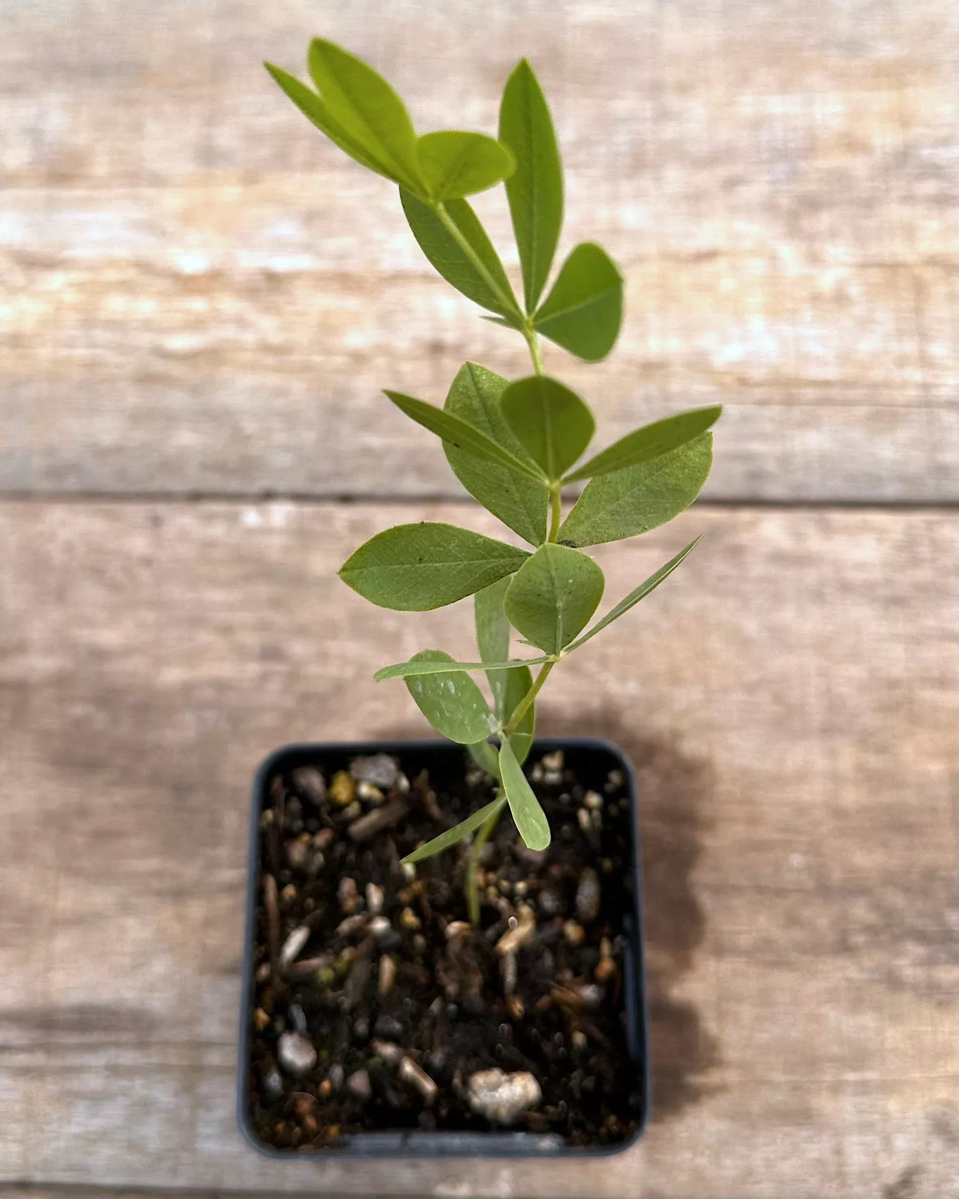 Wild Indigo, Blue