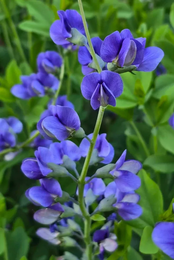 Wild Indigo, Dwarf Blue