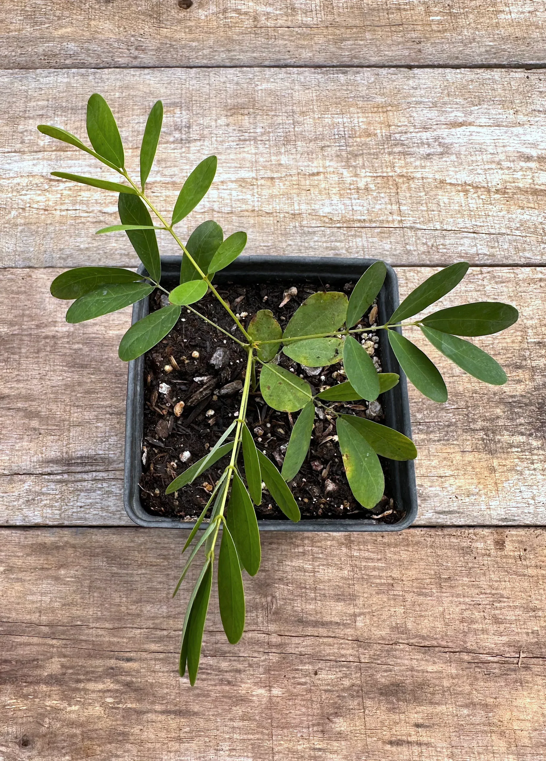 Wild Indigo, Small Yellow