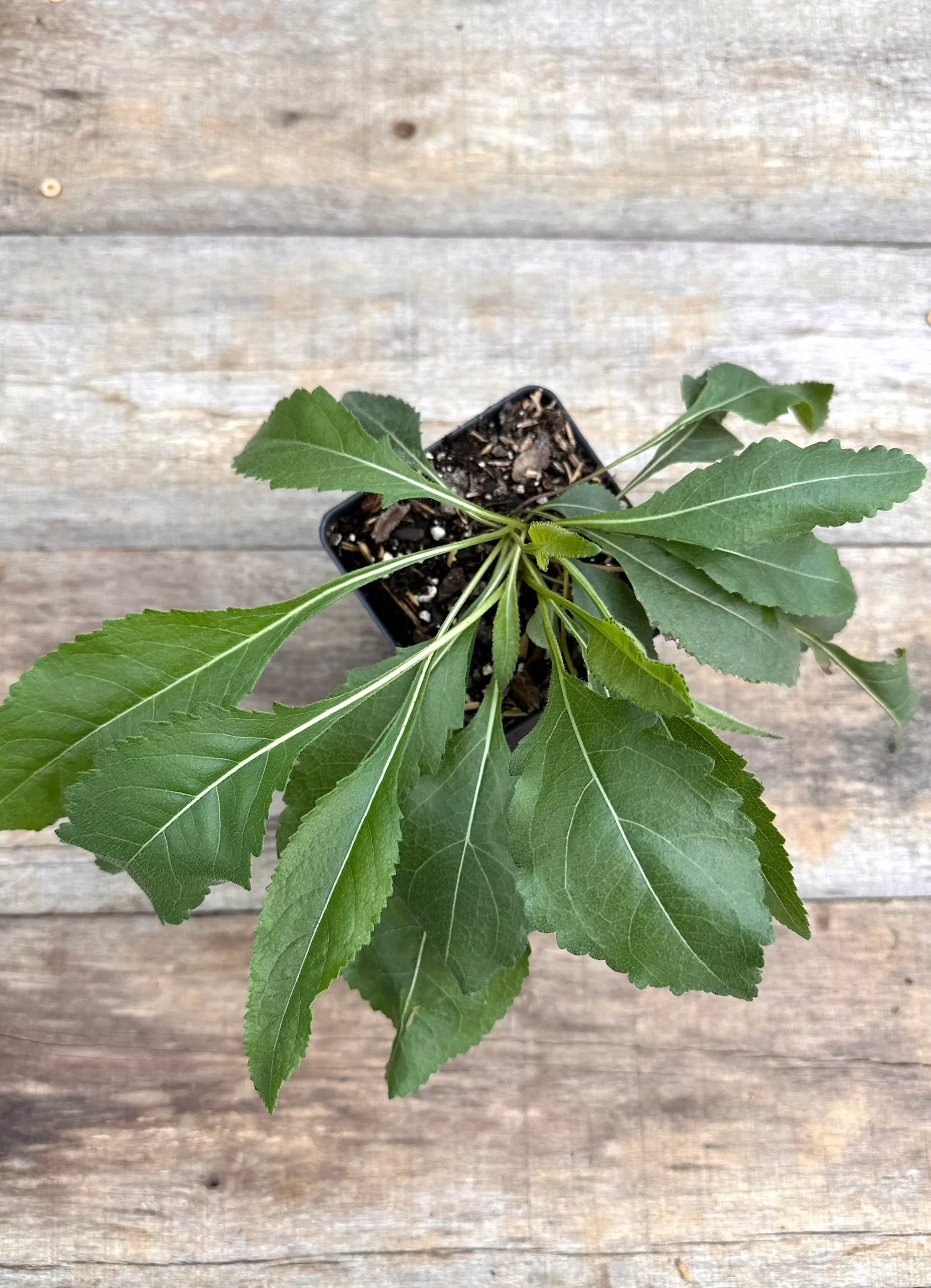 Wild Quinine