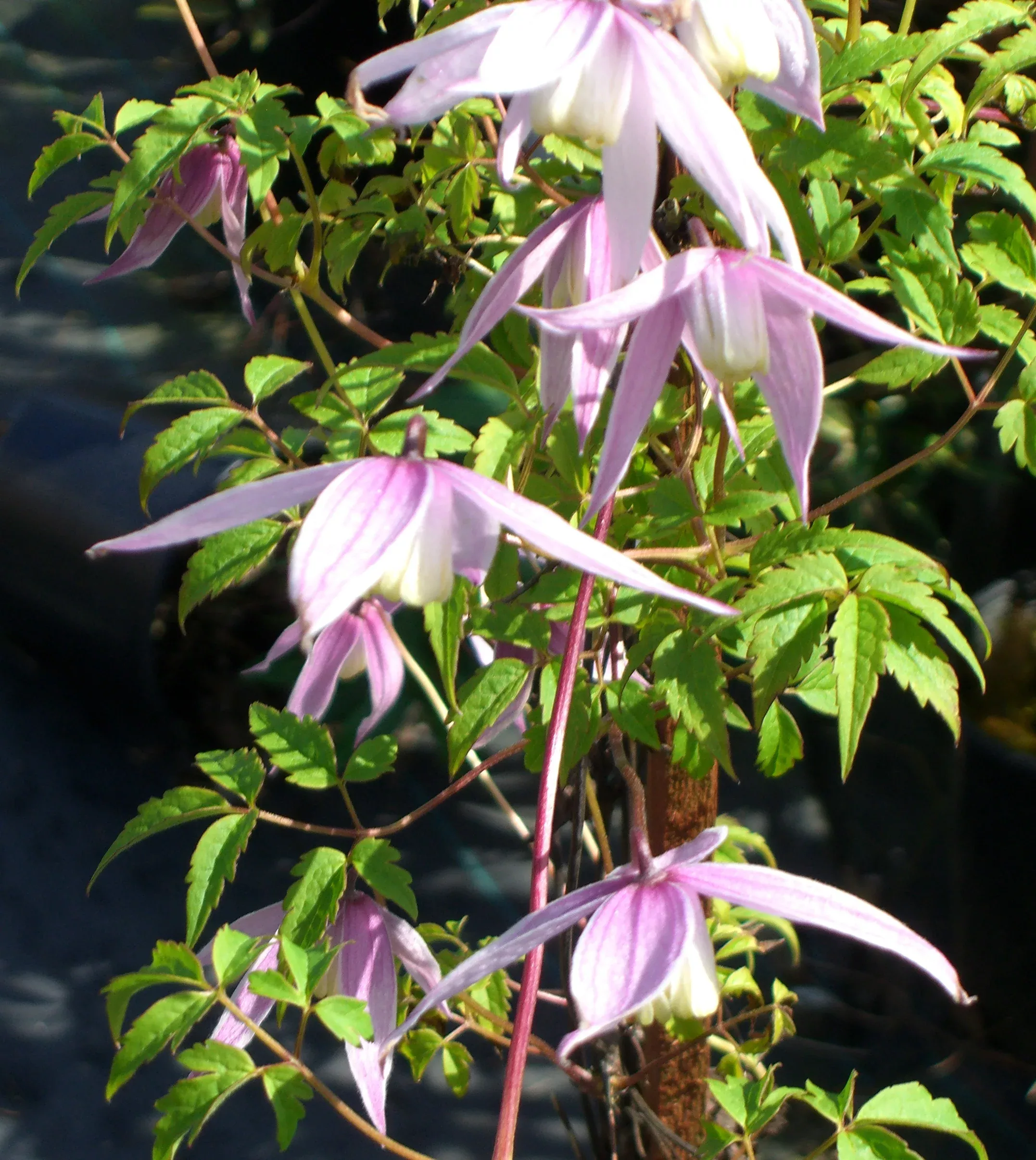 Willy Alpine Clematis