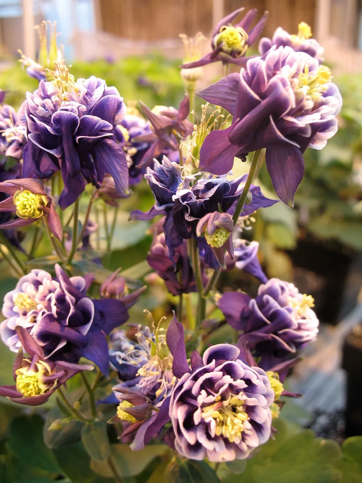 'Winky Dbl Dk Blue /White' Columbine