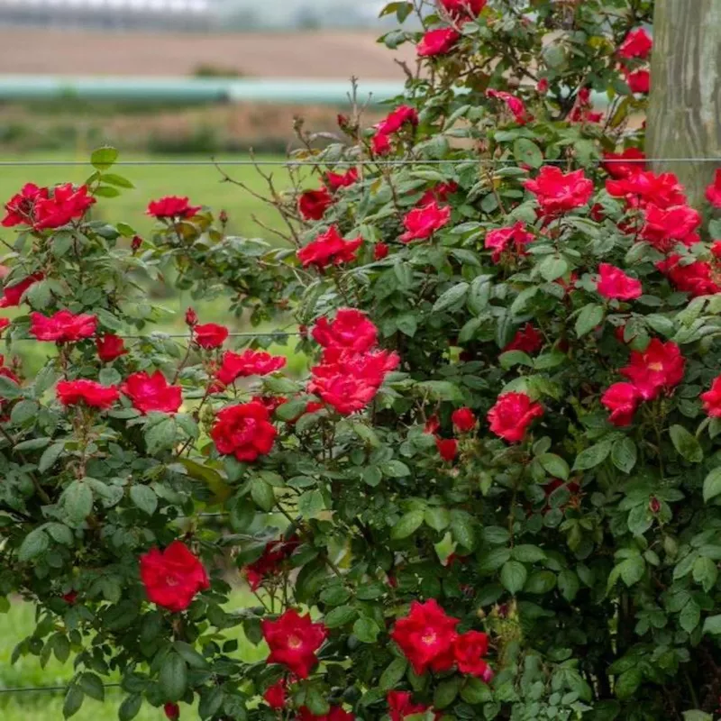 Winner’s Circle Climbing Rose
