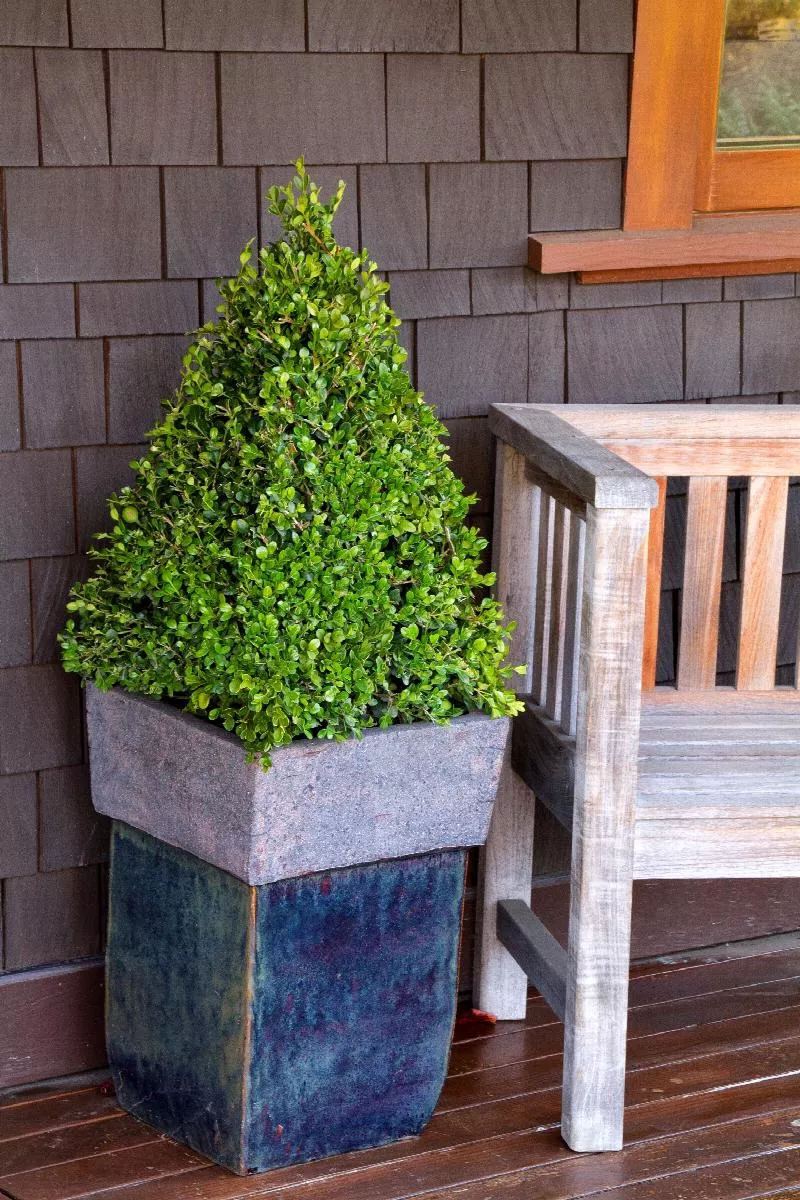 Winter Gem Boxwood