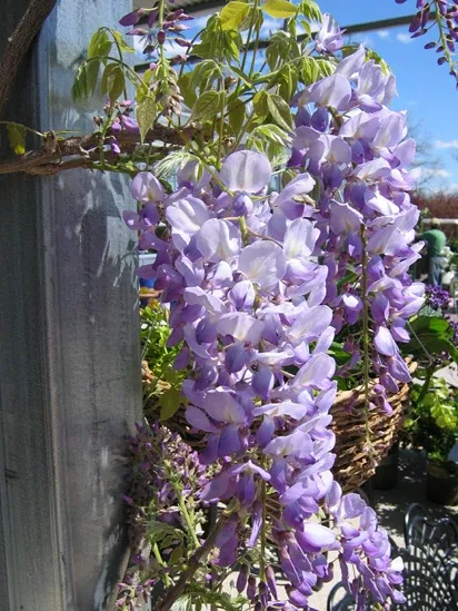 Wisteria fl Lavender Falls #3