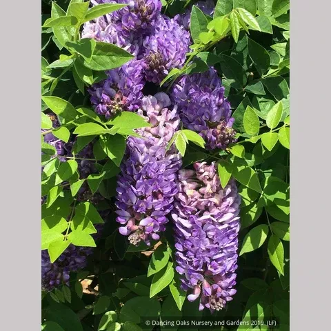 Wisteria'Longwood Purple' or 'Blue Moon'