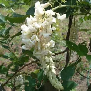 Wisteria mac Clara Mack #3