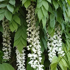 Wisteria s Texas White #5 staked