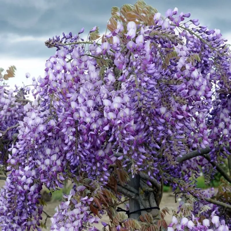 Wisteria x Grande Diva Barbara #6