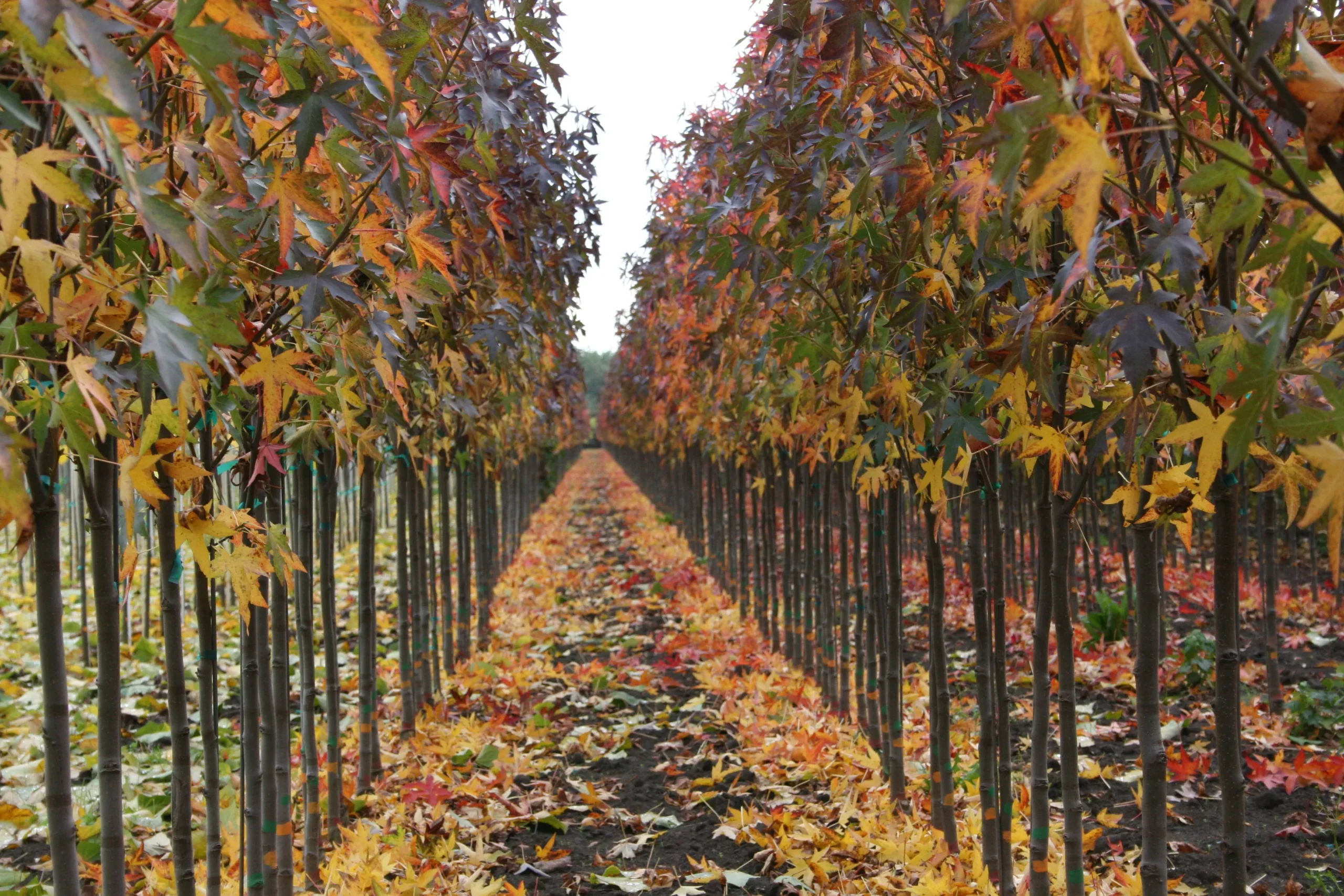 Worplesdon Sweetgum