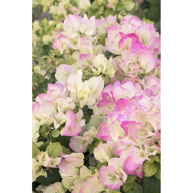 Yani's Delight Bougainvillea