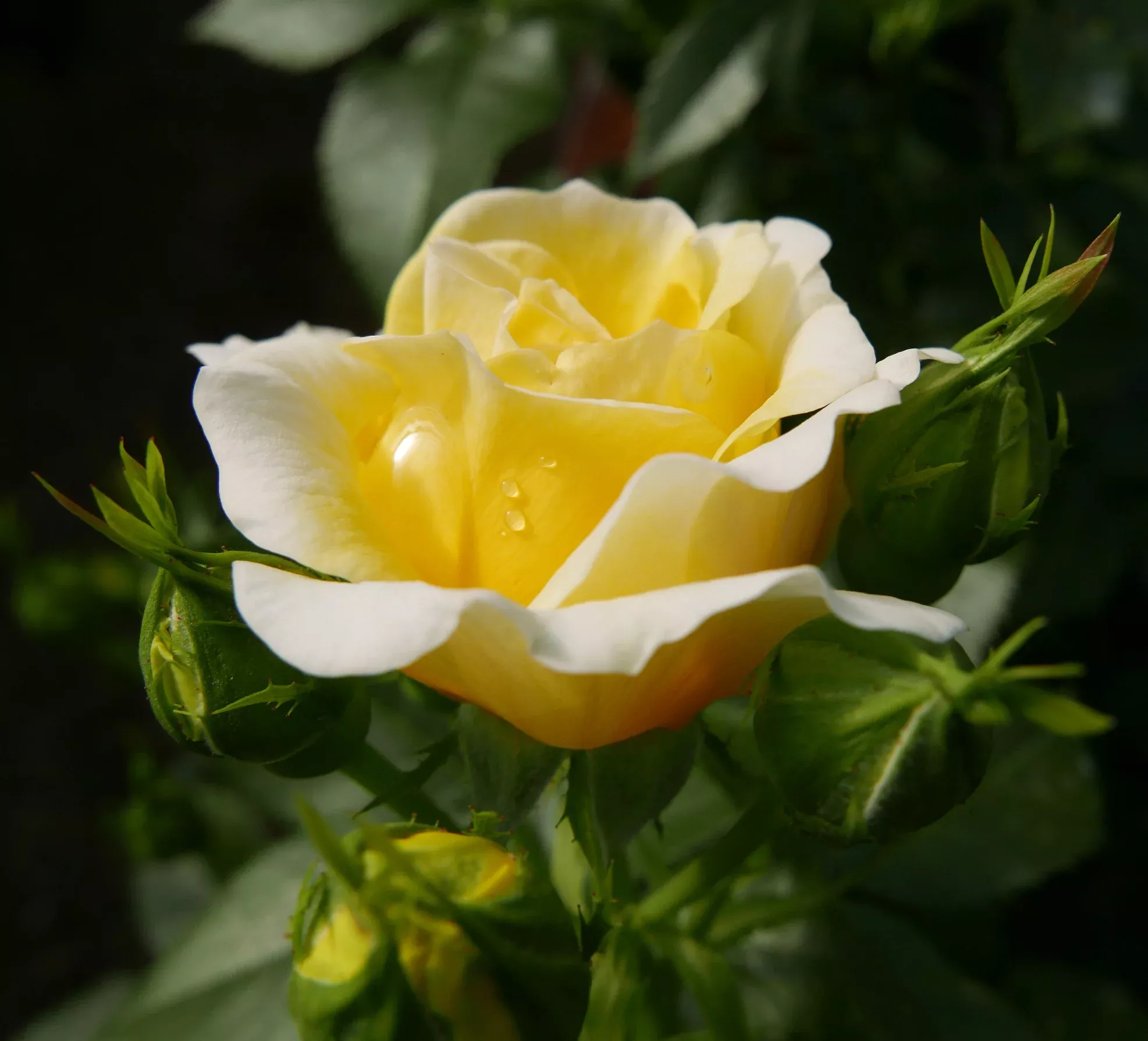 Yellow Brick Road Rose