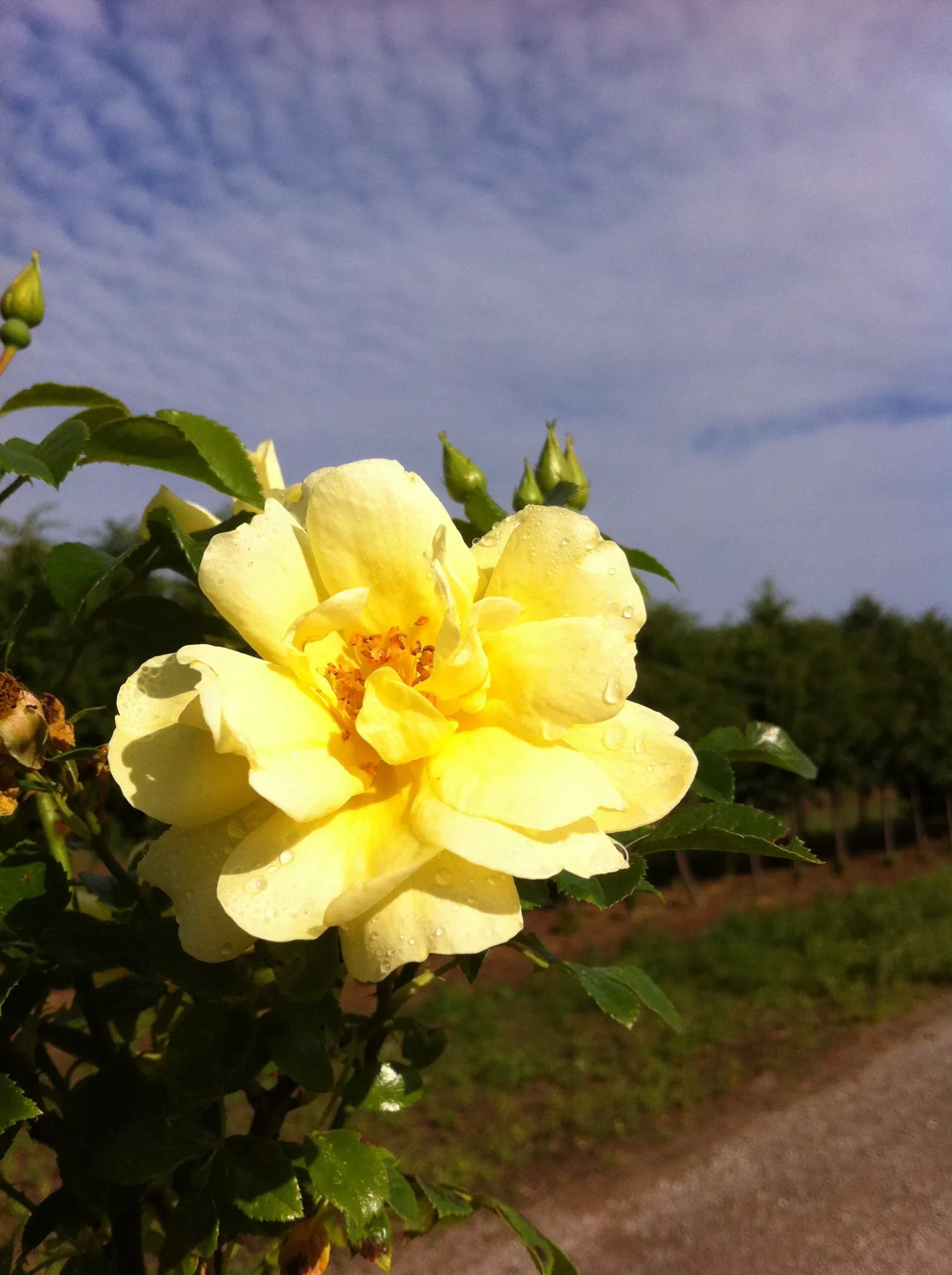 Yellow Carpet Rose