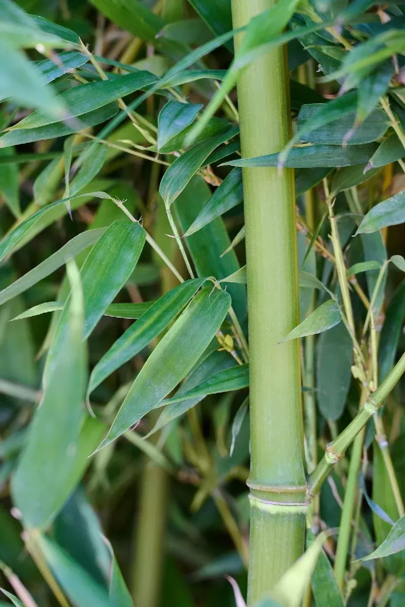 Yellow Groove Bamboo