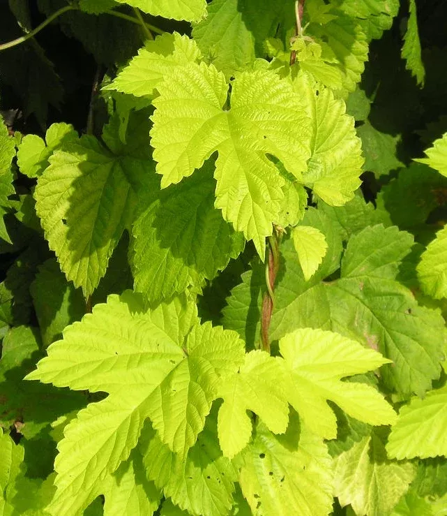 Yellow Hop