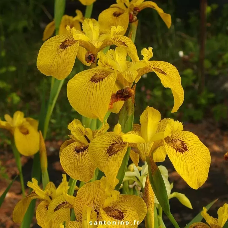 Yellow Iris Davidson Winter Hardy