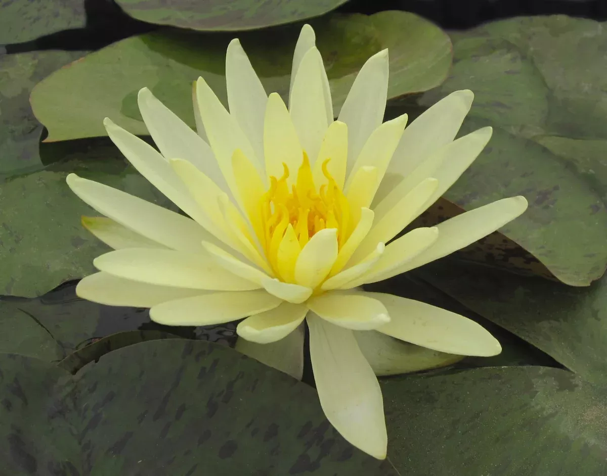 Yellow Queen - Yellow Hardy Lily