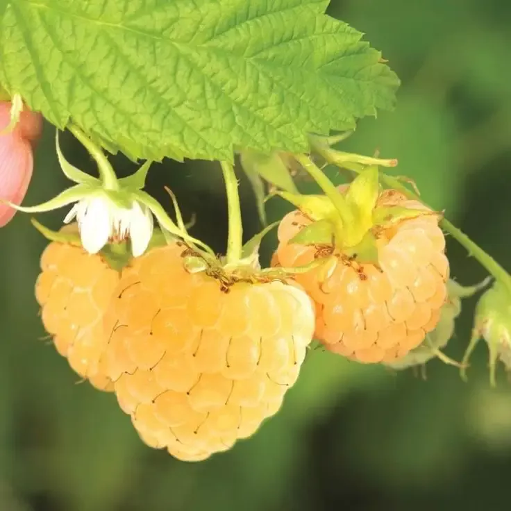 Yellow Raspberry Plants For Sale Buy Best – 15.00 ea. **