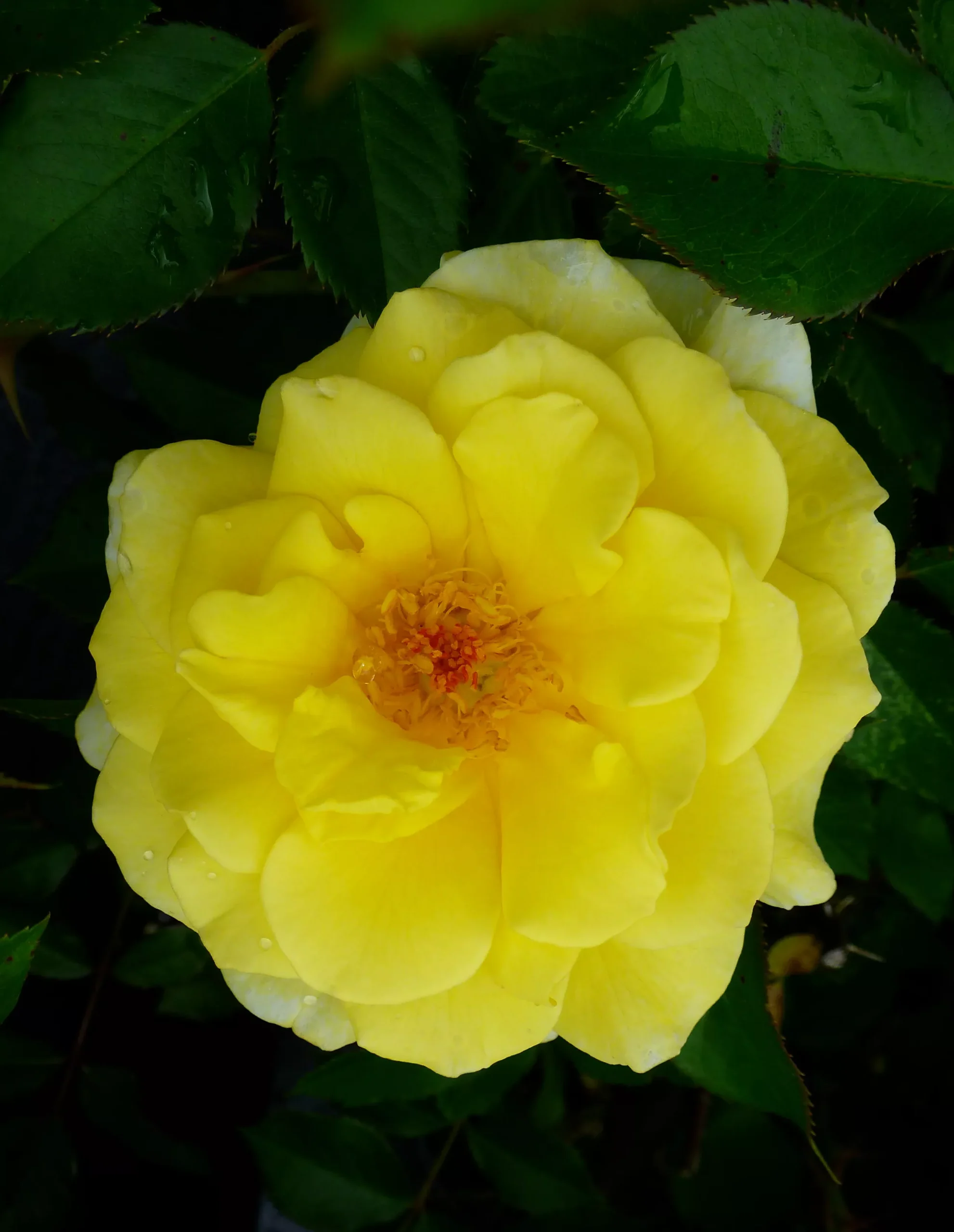 Yellow Submarine Rose