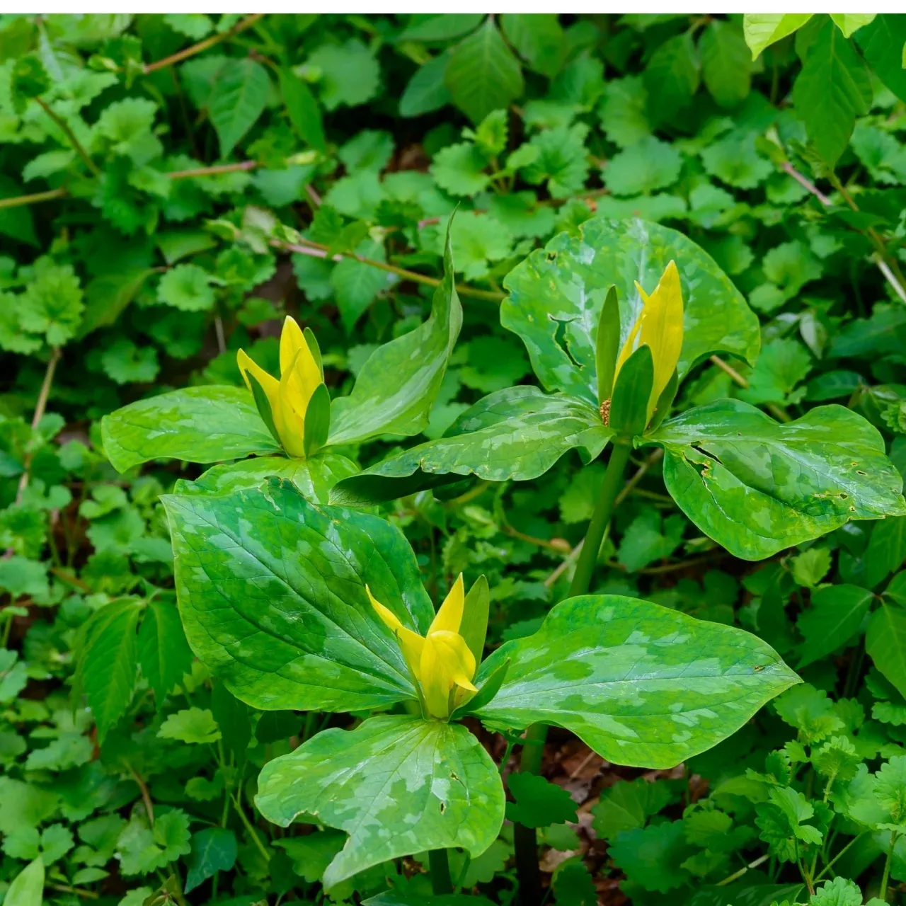 Yellow Trillium Plant