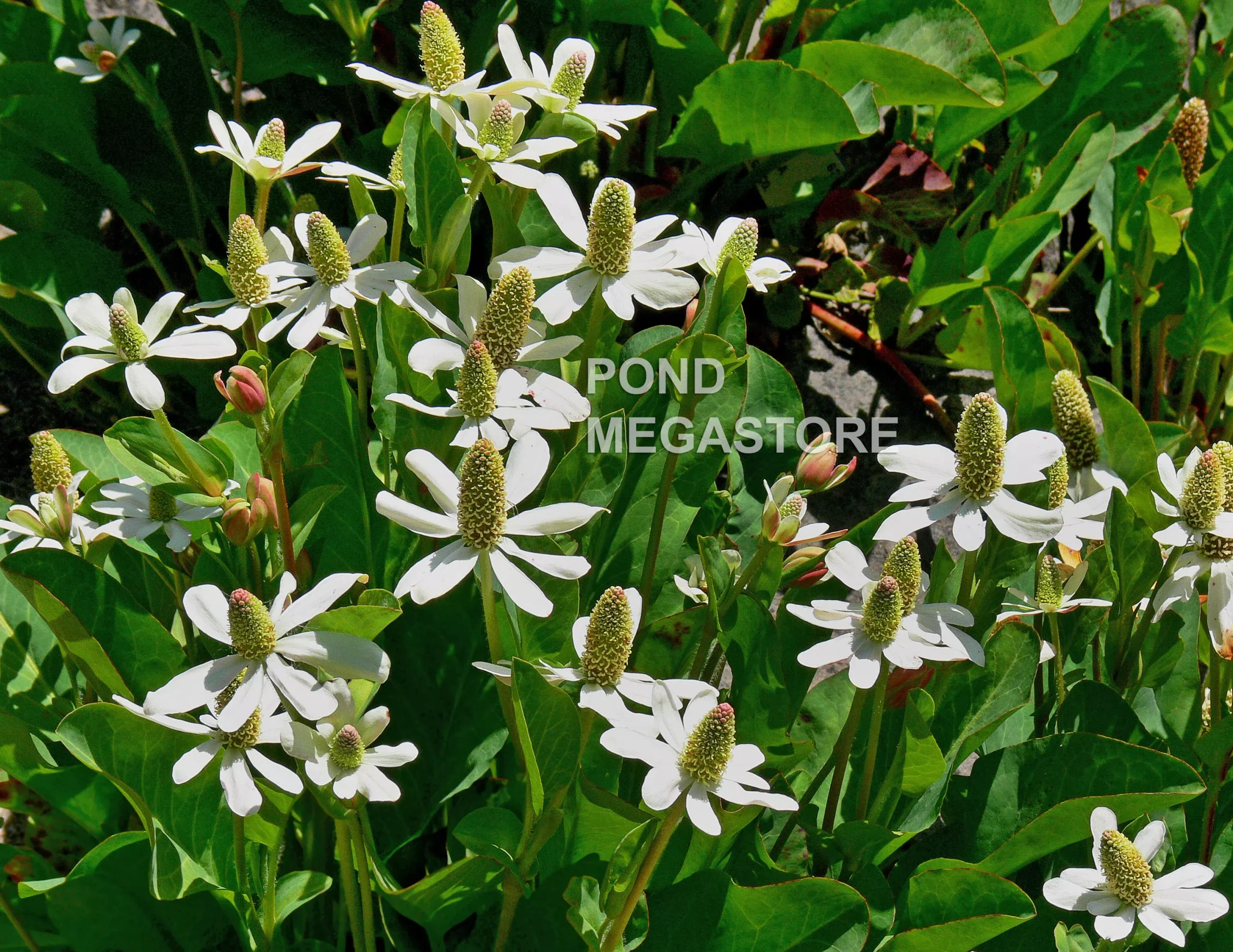 Yerba Mansa, Native (Anemopsis Californica)