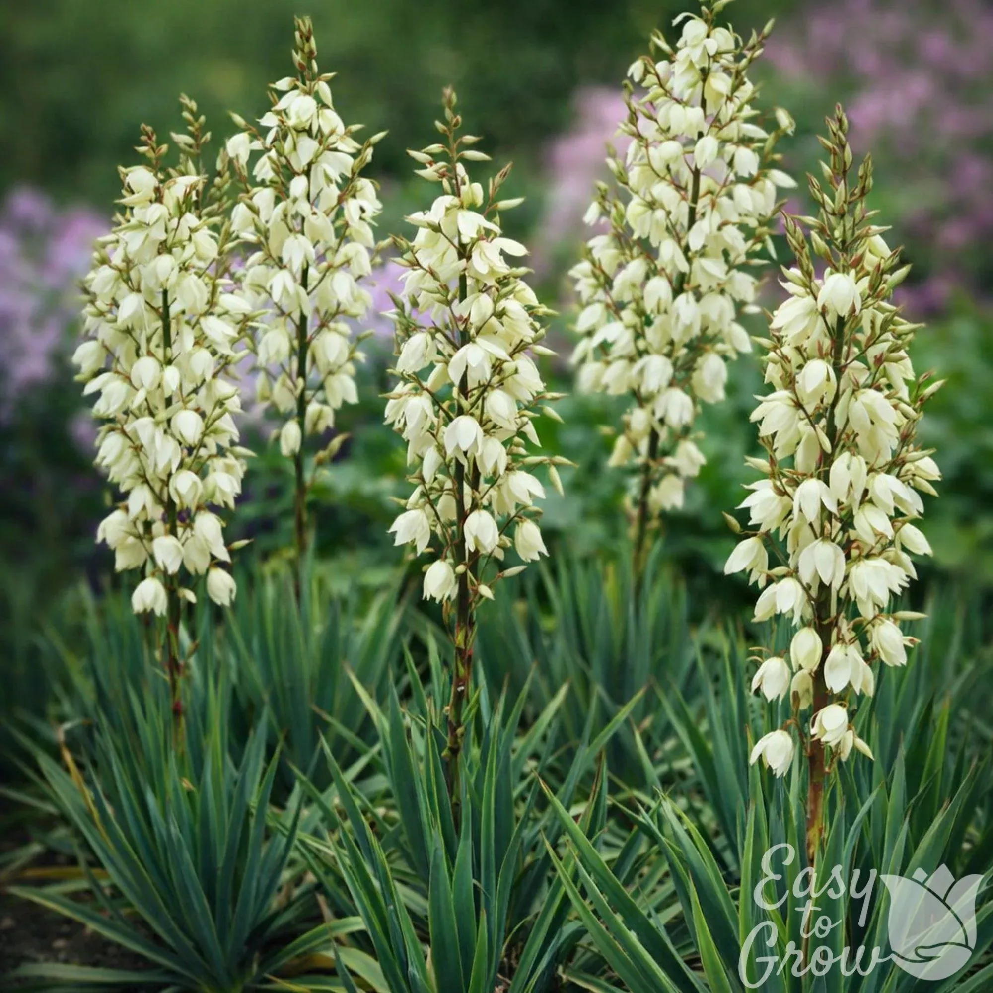 Yucca - Ivory Tower 2 Pack