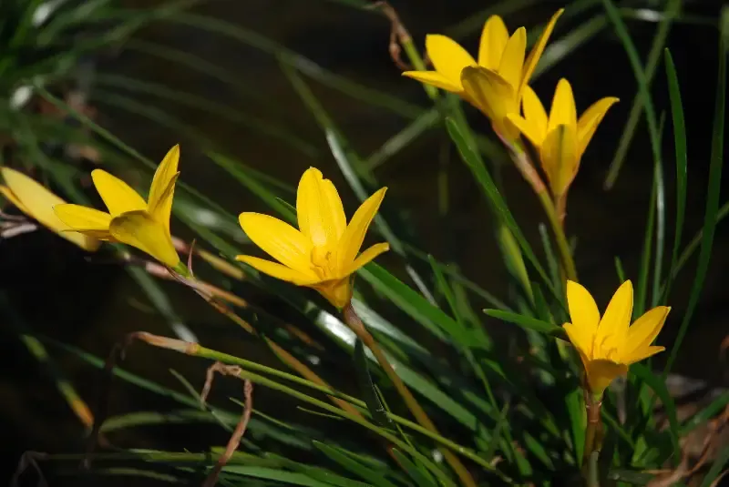 Zephyranthes flavissima "Yellow Rain Lily"