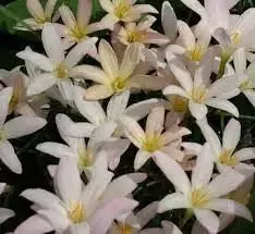 Zephyranthes "Prairie Sunset"