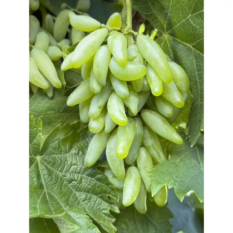 Zestful Waterfall Grape