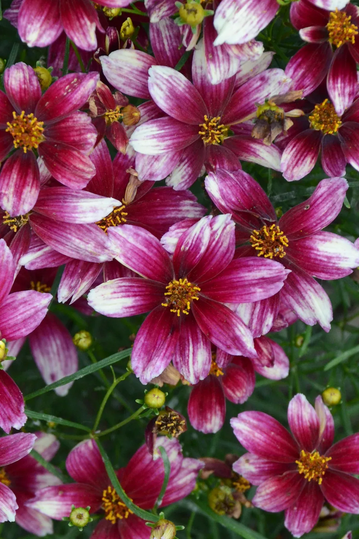 Zesty Zinger Threadleaf Tickseed