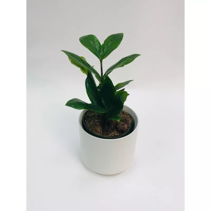 ZZ Plant 4″
