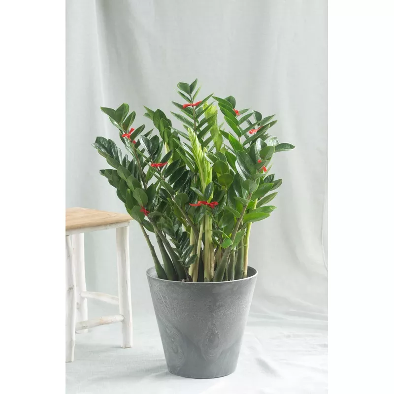 ZZ Plant Taupe