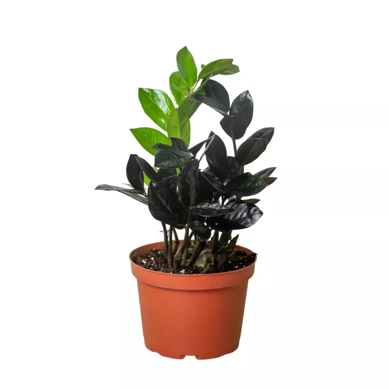ZZ Zamioculcas ‘Black Queen’